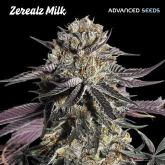 Zerealz Milk (Advanced Seeds) Feminiserade