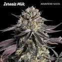 Zerealz Milk (Advanced Seeds) Feminiserade