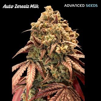 Auto Zerealz Milk (Advanced Seeds) Feminiserade cannabisfr&ouml;n