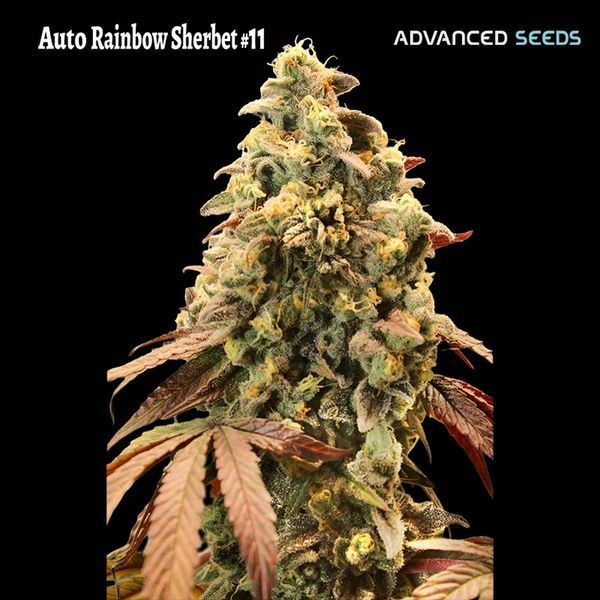 Auto Rainbow Sherbet 11 (Advanced Seeds) Feminiserade