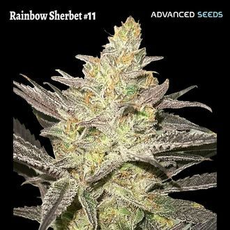 Rainbow Sherbet #11 (Advanced Seeds) Feminiserade
