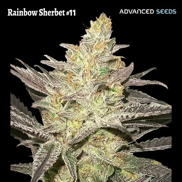 Rainbow Sherbet #11 (Advanced Seeds) Feminiserade
