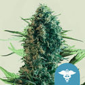 Royal Medic (Royal Queen Seeds) Feminiserade