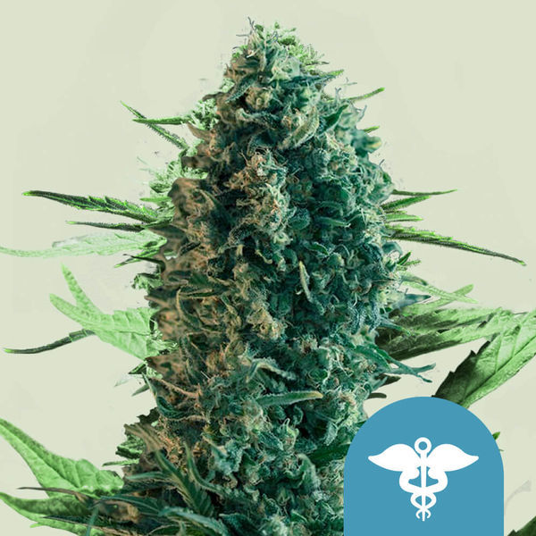 Royal Medic (Royal Queen Seeds) Feminiserade