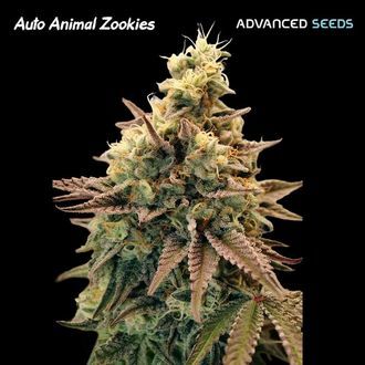 Auto Animal Zookies (Advanced Seeds) Feminiserade