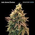 Auto Animal Zookies (Advanced Seeds) Feminiserade