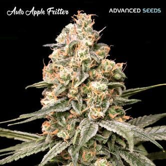Auto Apple Fritter (Advanced Seeds) feminiserad