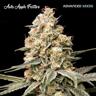 Auto Apple Fritter (Advanced Seeds) Feminiserade