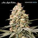Auto Apple Fritter (Advanced Seeds) Feminiserade