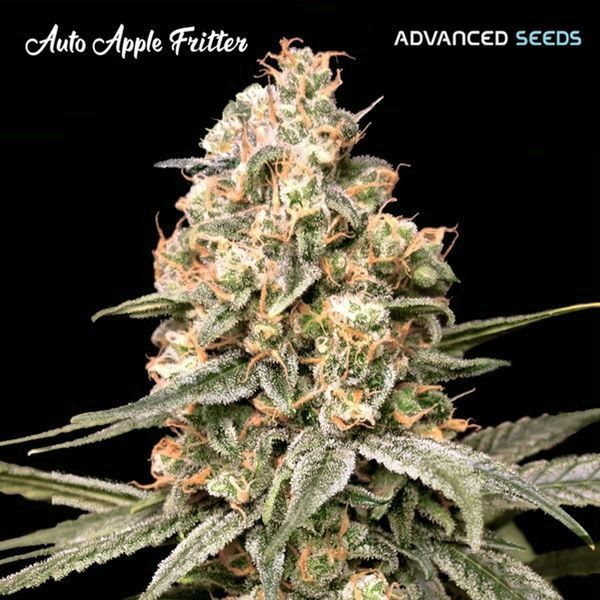 Auto Apple Fritter (Advanced Seeds) Feminiserade