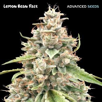 Lemon Bean Fast (Advanced Seeds) Feminiserade