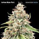 Lemon Bean Fast (Advanced Seeds) Feminiserade