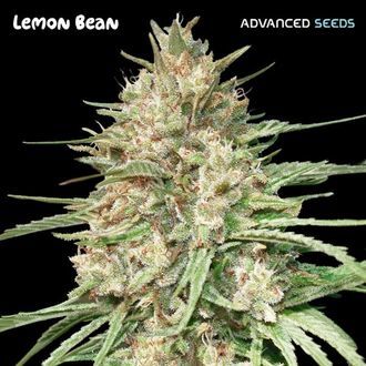 Lemon Bean (Advanced Seeds) Feminiserade