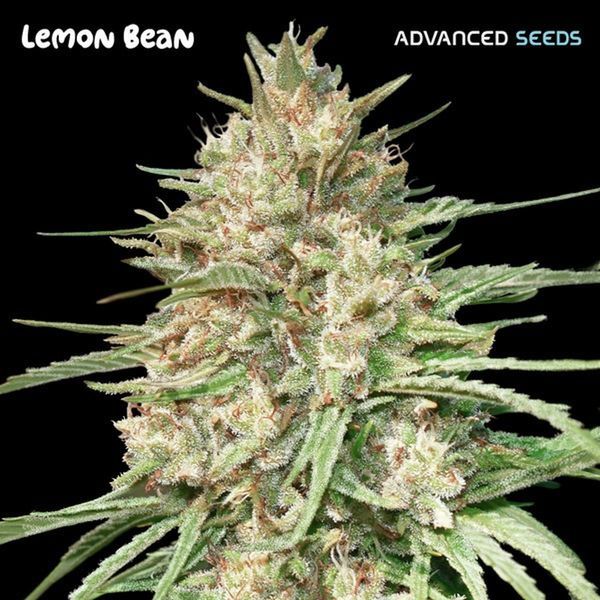 Lemon Bean (Advanced Seeds) Feminiserade