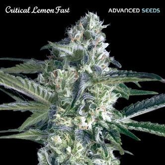 Critical Lemon Fast (Advanced Seeds) feminiserade cannabisfr&ouml;n