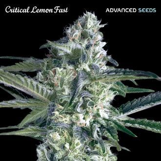 Critical Lemon Fast (Advanced Seeds) Feminiserade