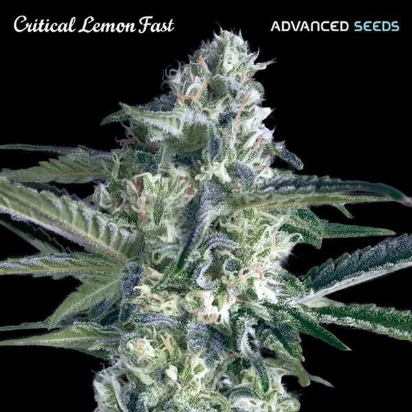 Critical Lemon Fast (Advanced Seeds) Feminiserade