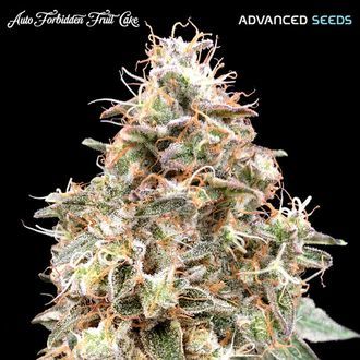 Auto Forbidden Fruit Cake (Advanced Seeds) Feminiserade