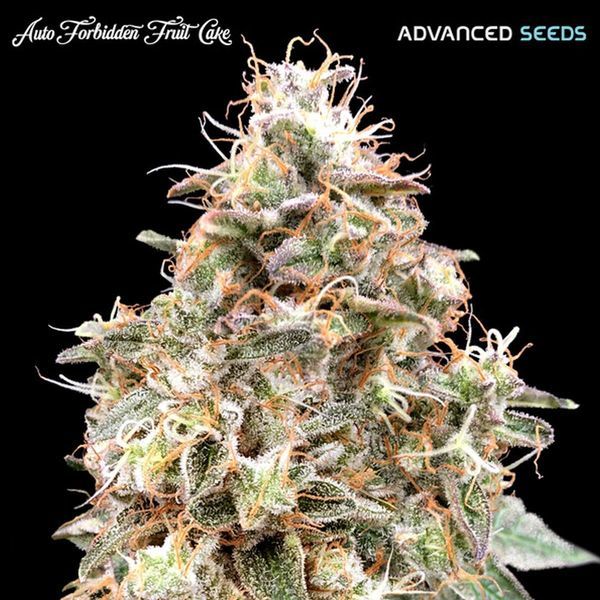 Auto Forbidden Fruit Cake (Advanced Seeds) Feminiserade