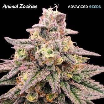Animal Zookies (Advanced Seeds) feminiserade