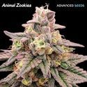Animal Zookies (Advanced Seeds) Feminiserade