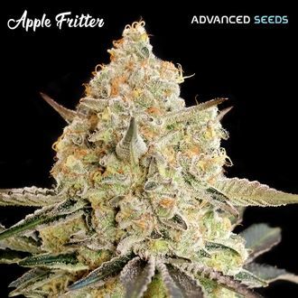 Apple Fritter (Advanced Seeds) Feminiserade
