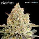 Apple Fritter (Advanced Seeds) Feminiserade