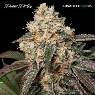 Forbidden Fruit Cake (Advanced Seeds) Feminiserade