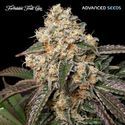 Forbidden Fruit Cake (Advanced Seeds) Feminiserade