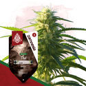 Landrace-paket – Feminiserade sorter