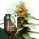 Landrace-paket – Feminiserade sorter