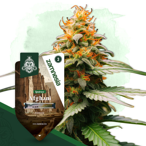 Landrace-paket – Feminiserade sorter
