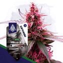 Landrace-paket – Feminiserade sorter