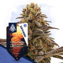 Galactic Delights Pack – Autoflower-sorter
