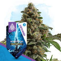 Galactic Delights Pack – Autoflower-sorter