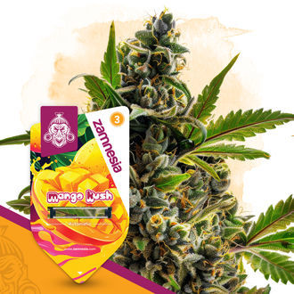 Club Tropicana Pack – Autoflower-sorter