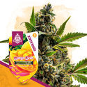 Club Tropicana Pack – Autoflower-sorter