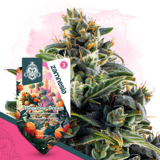 Club Tropicana Pack – Autoflower-sorter