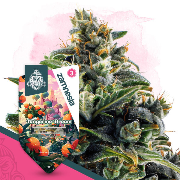 Club Tropicana Pack – Autoflower-sorter