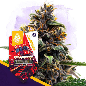 Classic Legends Pack – Autoflower-sorter
