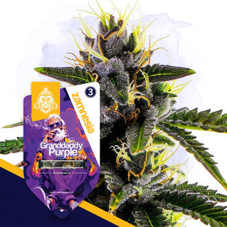 Classic Legends Pack – Autoflower-sorter