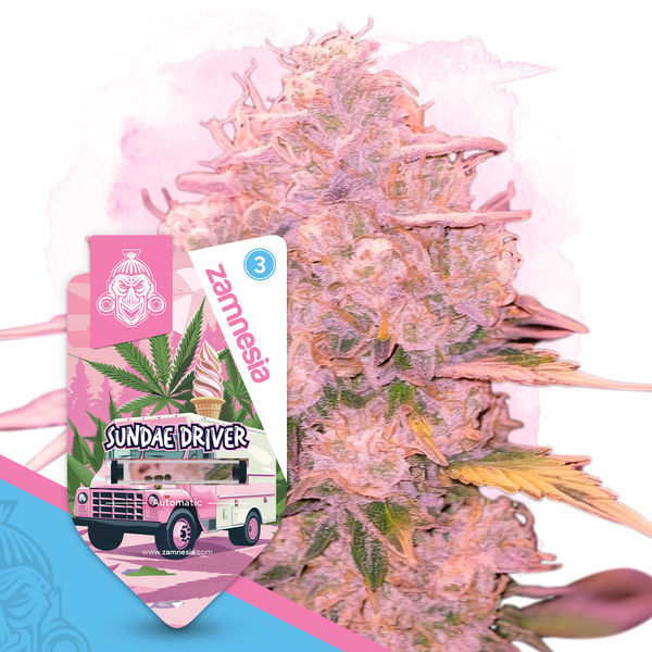 Desserts Pack – Autoflower-sorter