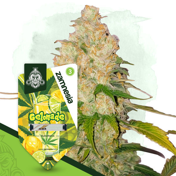 Desserts Pack – Autoflower-sorter