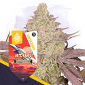 Full Throttle Pack – Autoflower-sorter
