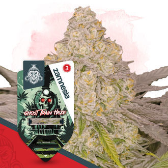 Full Throttle Pack – Autoflower-sorter