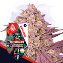 Full Throttle Pack – Autoflower-sorter