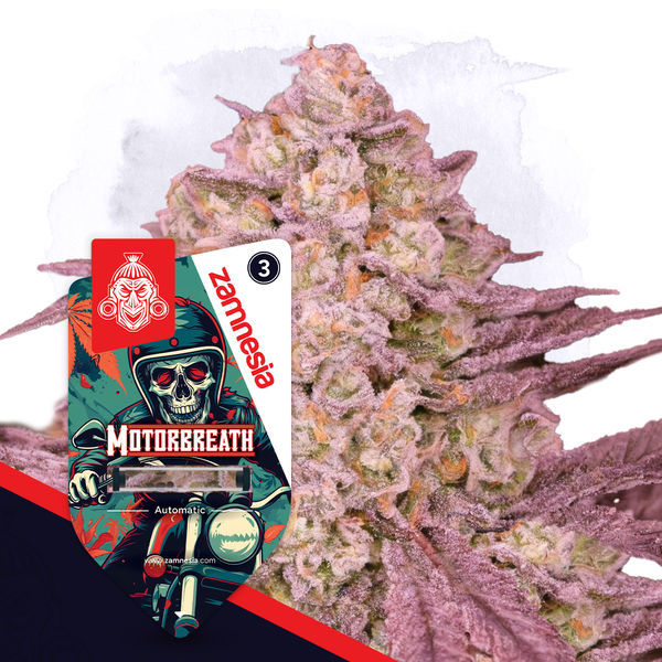 Full Throttle Pack – Autoflower-sorter