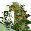 Rare Gems Pack – Autoflower-sorter