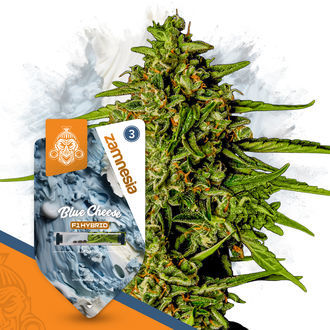 Super THC-paket – F1-hybridfrön