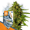 Super THC-paket – F1-hybridfrön